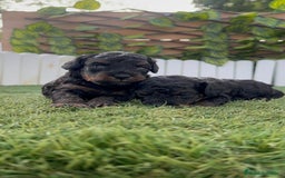 Caniche Toy perros en venta: CANICHE TOY HEMBRA COLOR NEGRO PHANTOM - Imagen 6
