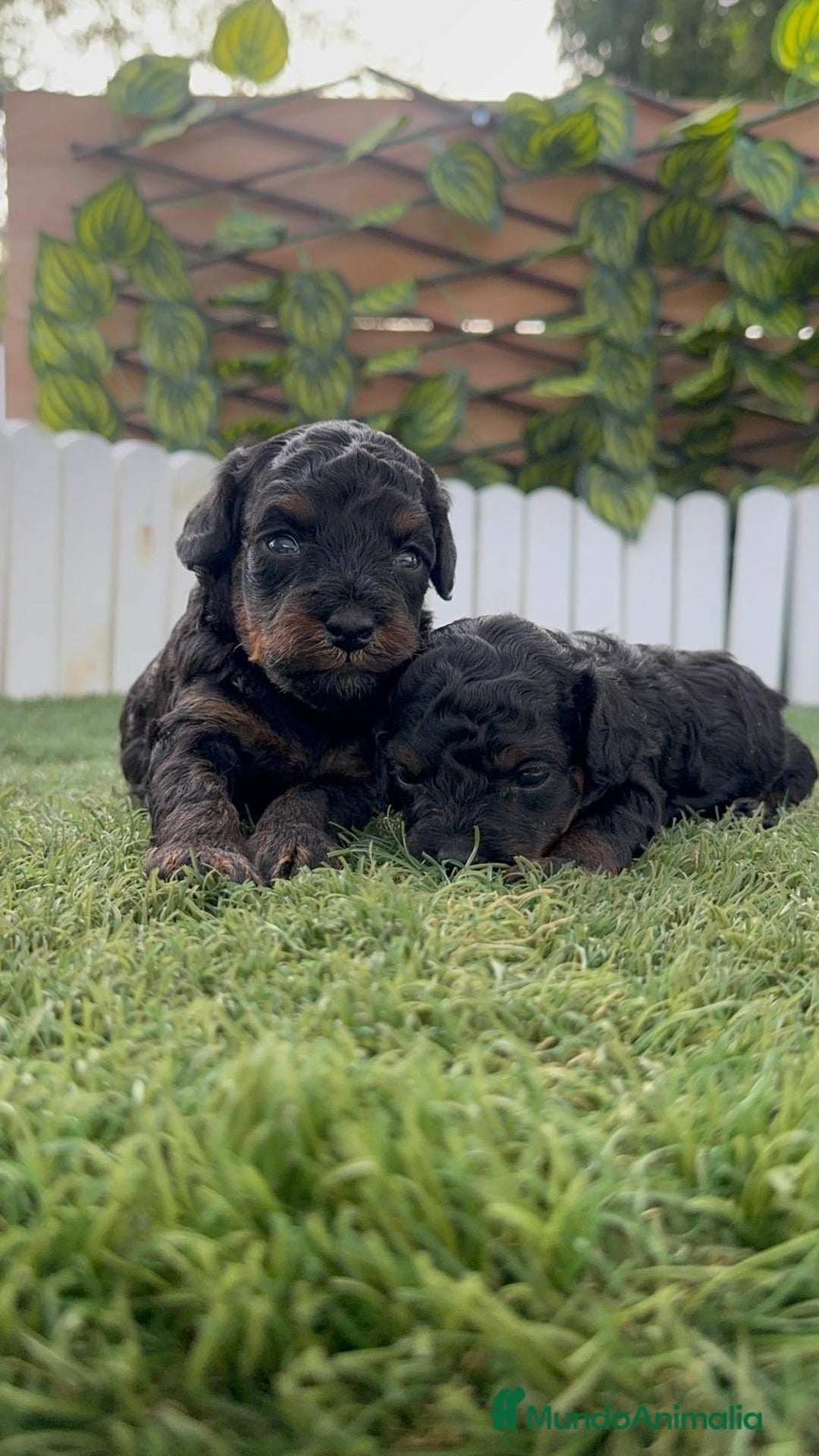 Caniche Toy perros en venta: CANICHE TOY HEMBRA COLOR NEGRO PHANTOM - Imagen 6