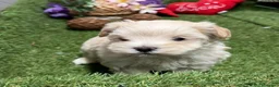Maltipoo perros en venta: Maltipoo Macho disponible  - Anuncio 2