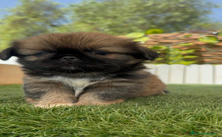 Pekinés perros - Anuncio 5