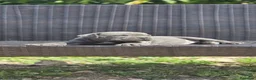 Cane Corso perros en venta: Cachorros de Cane Corso - Anuncio 11