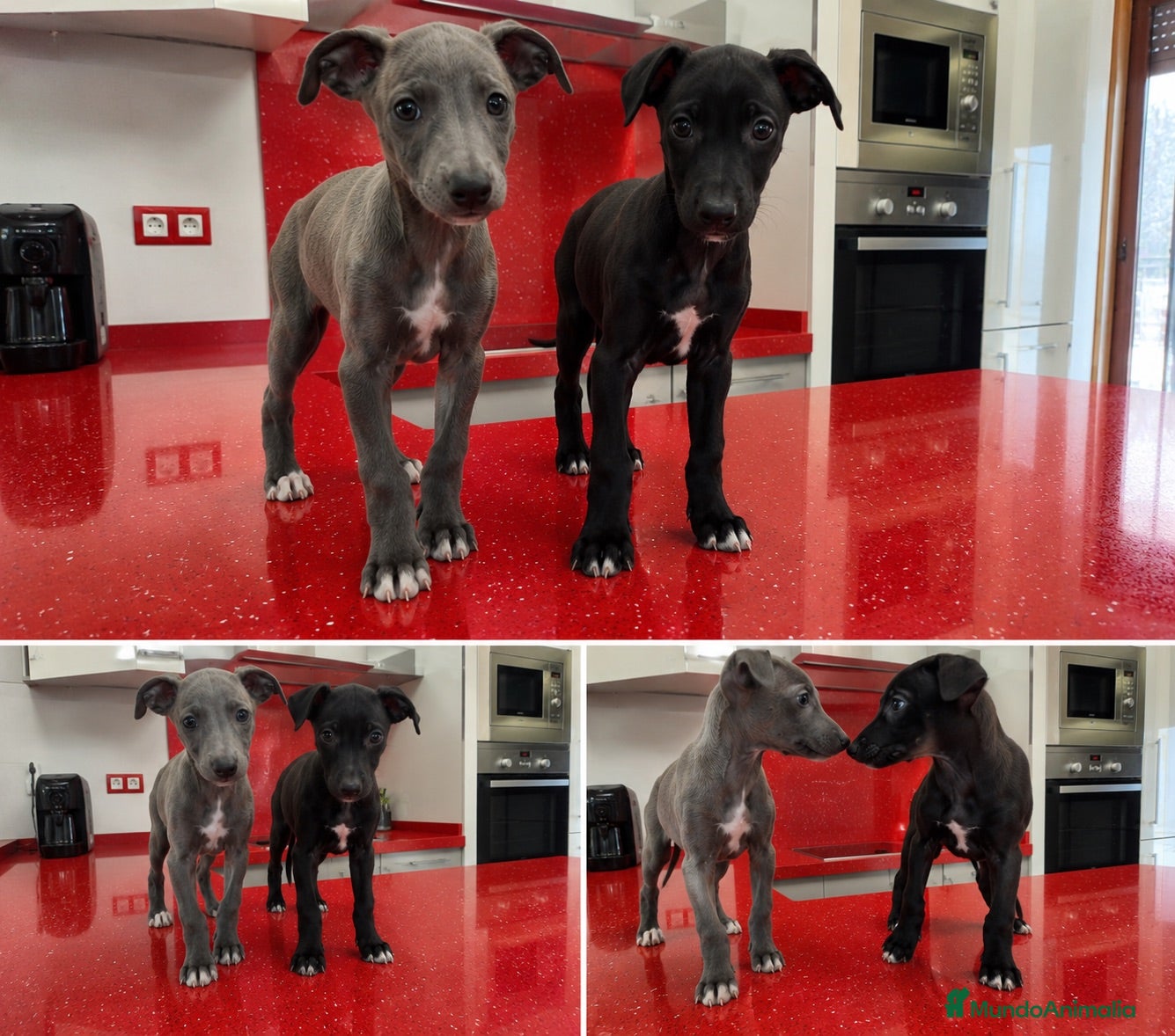 Whippet perros WHIPPET  - Anuncio 2