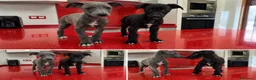 Whippet perros en venta: WHIPPET  - Anuncio 1