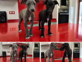 Whippet perros WHIPPET - Anuncio 3