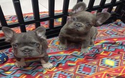 Bulldog Francés perros en venta: Fluffy lilac y Big rope fluffy  - Imagen 6