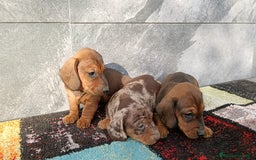 Teckel Miniatura perros en venta: Teckel mini  - Imagen 5