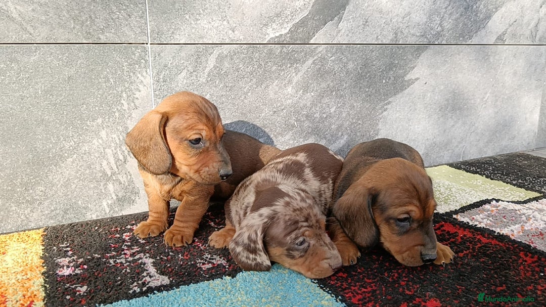 Teckel Miniatura perros en venta: Teckel mini  - Imagen 5