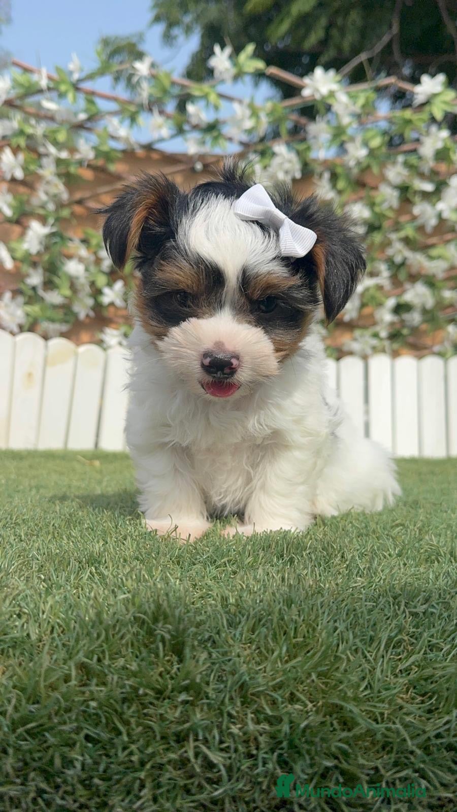 Yorkshire Terrier perros YORKSHIRE BIEWER - Anuncio 1