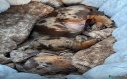 Teckel Miniatura perros en venta: Impresionantes Teckel miniaturas. 601144783 .  - Imagen 6