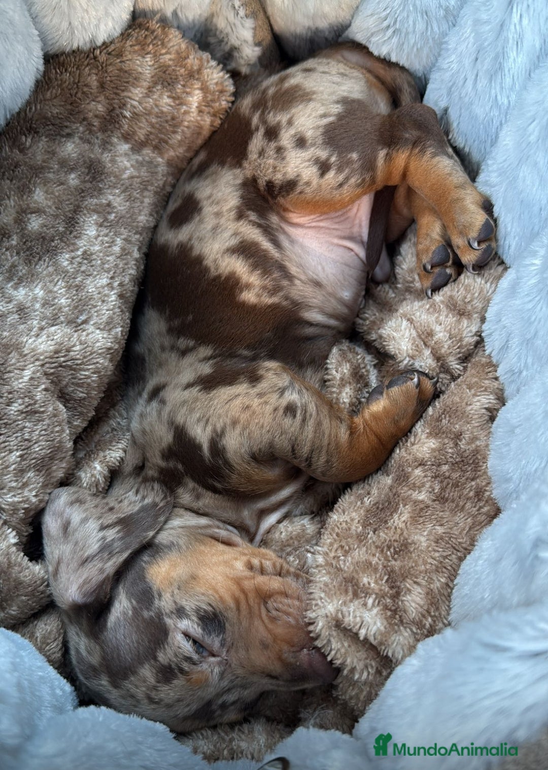 Teckel Miniatura perros en venta: Impresionantes Teckel miniaturas. 601144783 .  - Imagen 6