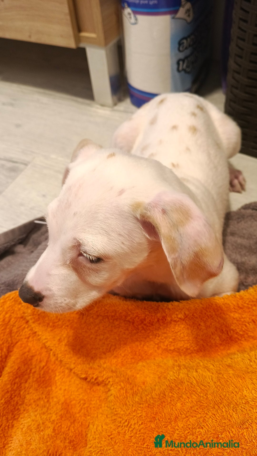 Dálmata perros en venta: Dalmata limón  - Anuncio 3