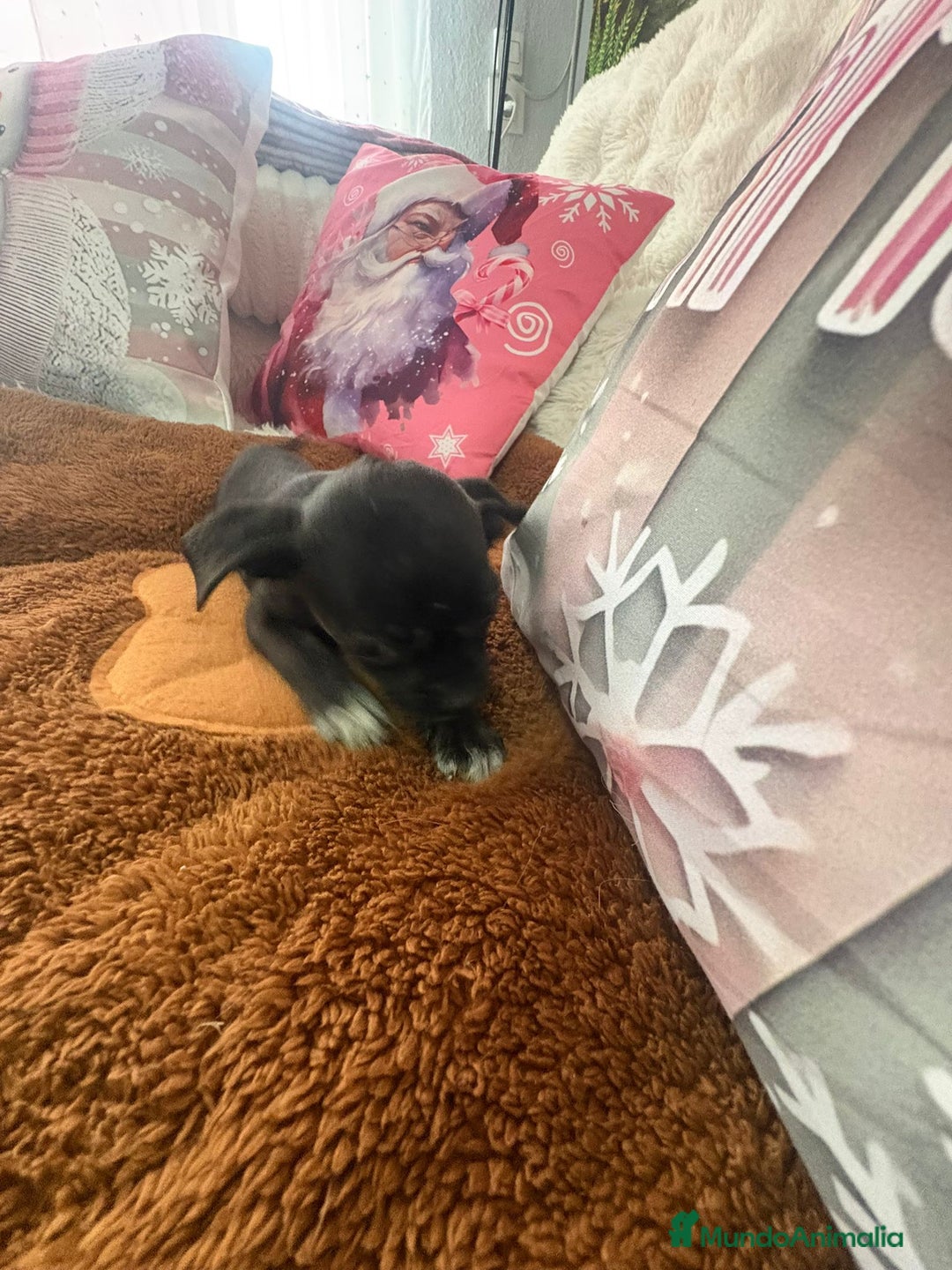 Chihuahua perros en venta: Chihuahua mini toy  - Anuncio 8