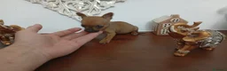 Chihuahua perros en venta: Chihuhuas machos y hembra  - Anuncio 2
