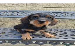 Teckel perros en venta: Teckel Standard Pelo Duro - Anuncio 1