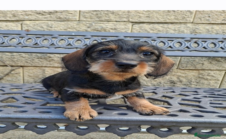 Teckel perros Teckel Standard Pelo Duro - Anuncio 6