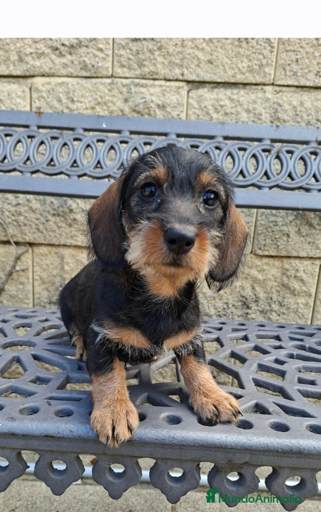 Teckel perros en venta: Teckel Standard Pelo Duro - Anuncio 1