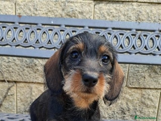 Teckel perros Teckel Standard Pelo Duro - Anuncio 25