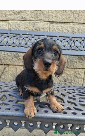 Teckel perros Teckel Standard Pelo Duro - Anuncio 6