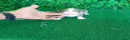 Chihuahua perros en venta: PRECIOSOS CHIHUAHUA RUSO Y ASIÁTICO   - Anuncio 11