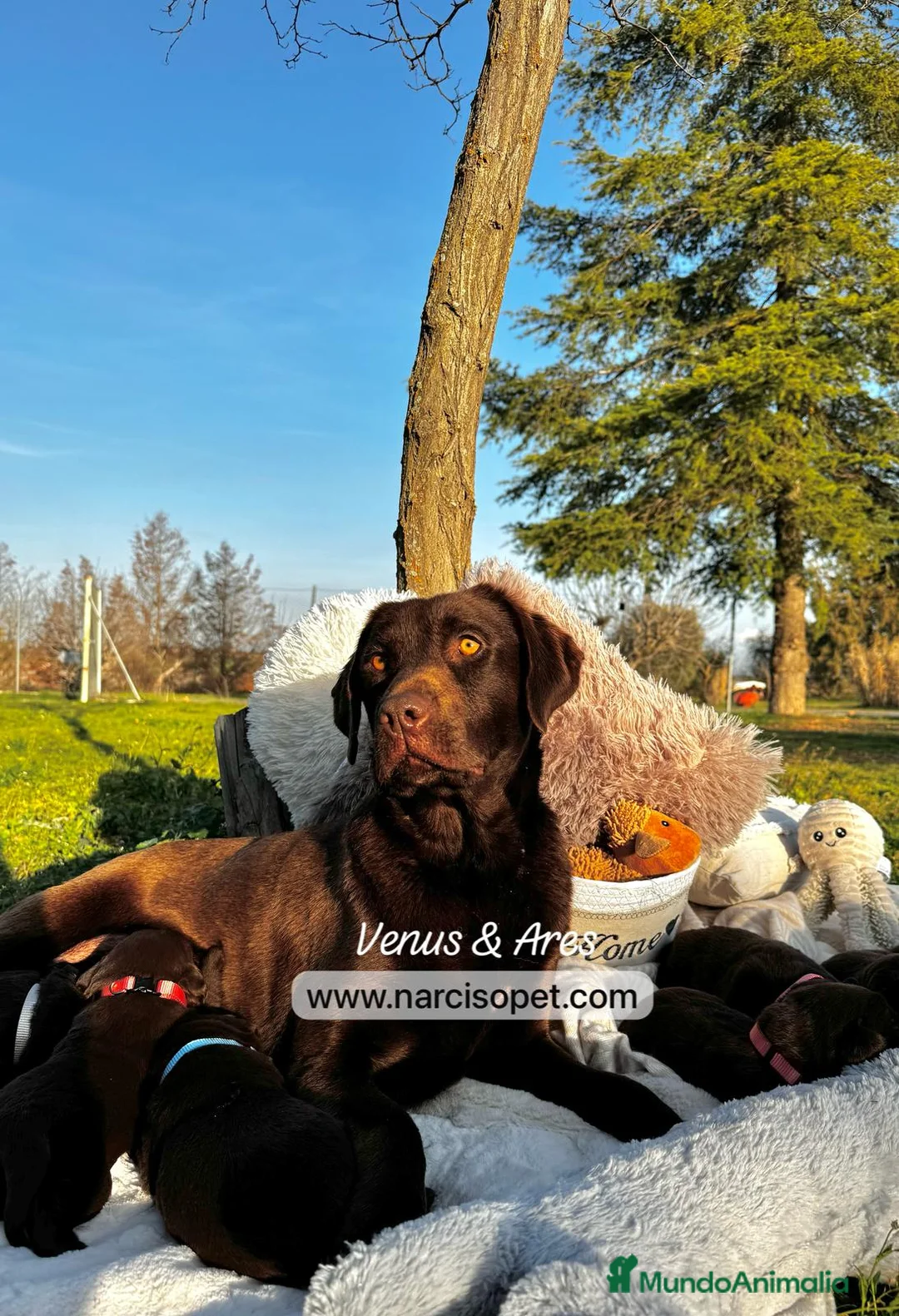 Labrador Retriever perros en venta: LABRADOR CHOCOLATE HEMBRA en Asturias - Anuncio 4