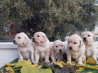 Golden Retriever perros - Anuncio 17