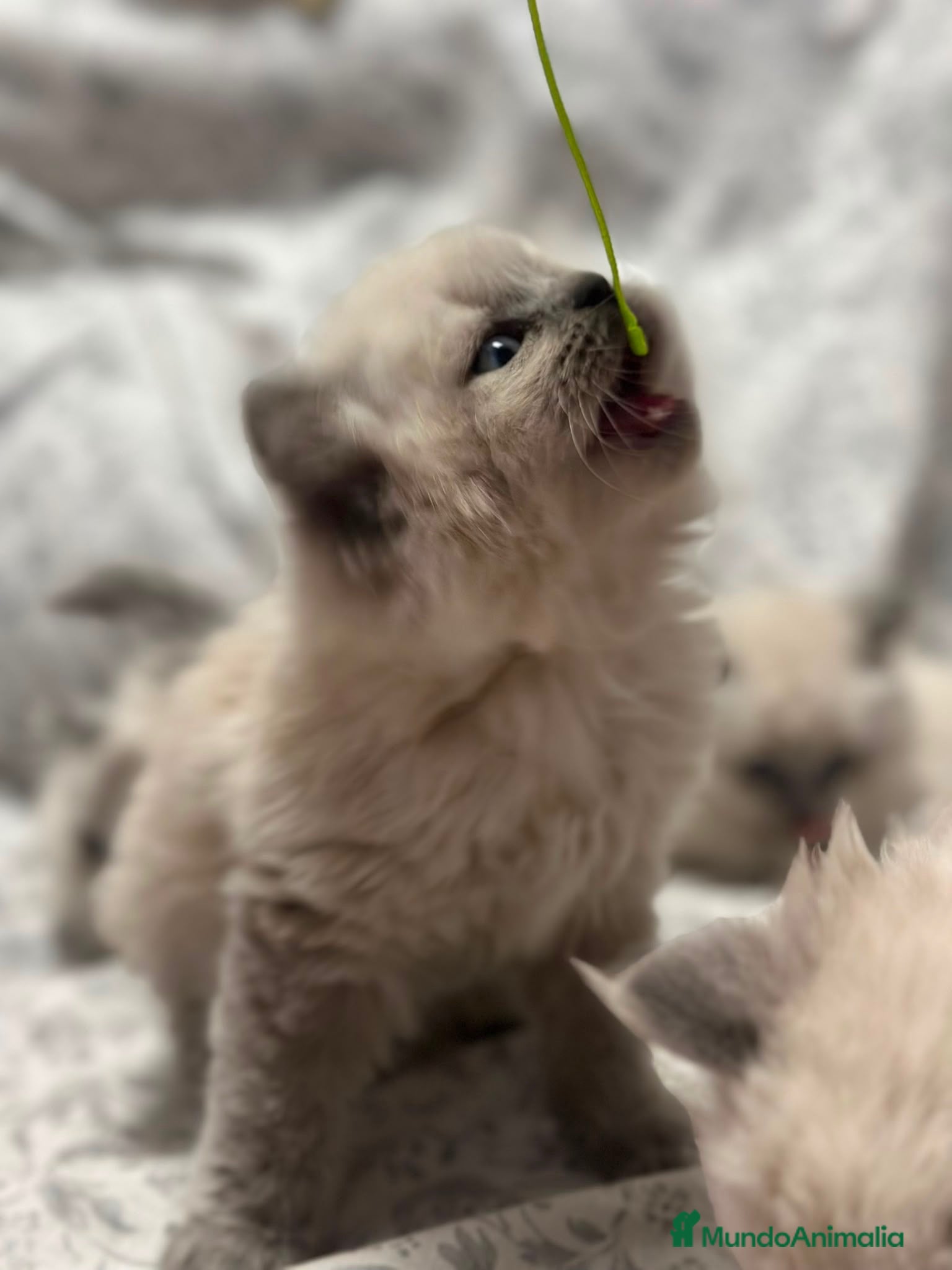 Himalayo gatos Himalayos 641387649 - Anuncio 1