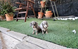 Teckel Miniatura perros en venta: Teckel Arlequín blue  - Imagen 1