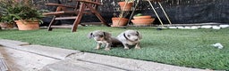 Teckel Miniatura perros en venta: Teckel Arlequín blue  - Anuncio 2