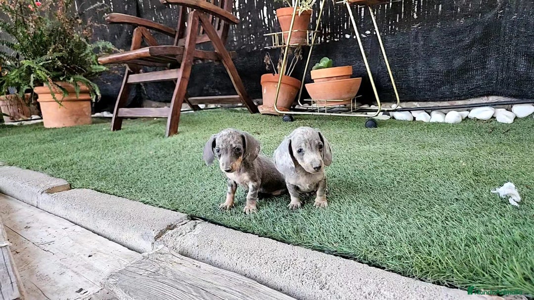 Teckel Miniatura perros en venta: Teckel Arlequín blue  - Imagen 1