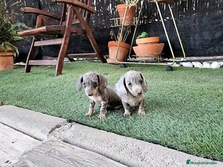 Teckel Miniatura perros - Anuncio 29