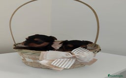 Yorkshire Terrier perros en venta: Espectaculares machitos - Imagen 3