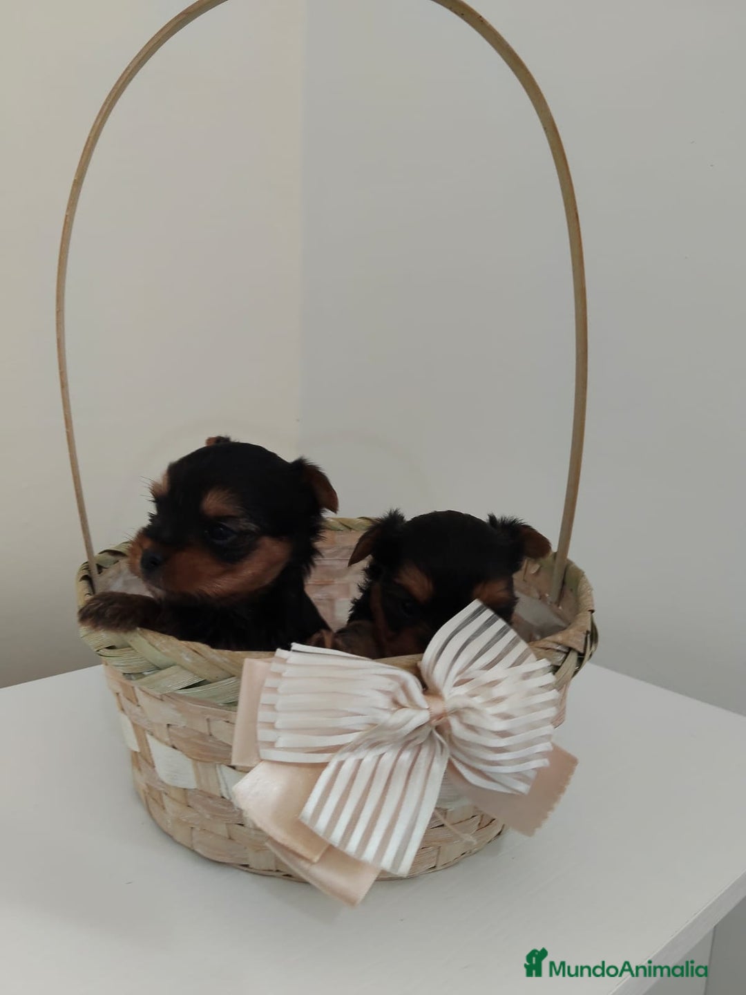 Yorkshire Terrier perros en venta: Espectaculares machitos - Imagen 3