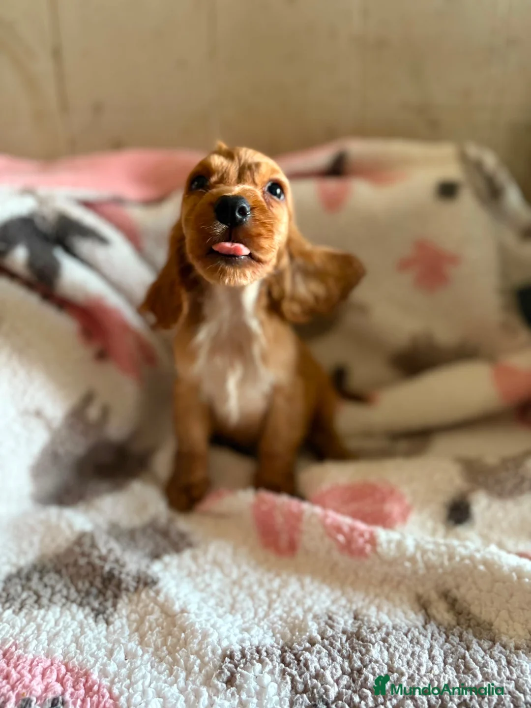 Cocker Spaniel Inglés perros en venta: CACHORRAS COCKER INGLÉS DORADAS  - Anuncio 1