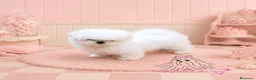 Bichón Maltés perros en venta: BICHON MALTES COREANO MINIATURA MÁXIMA CALIDAD  - Anuncio 2