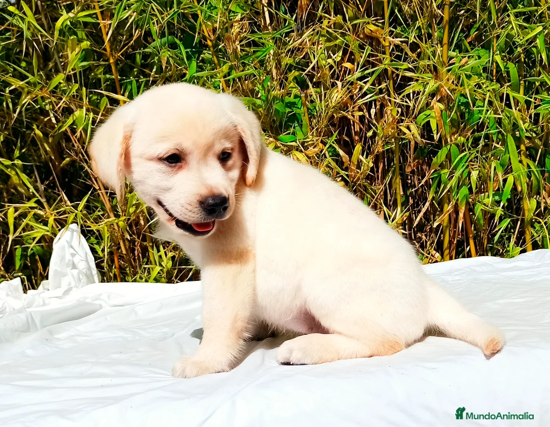 Labrador Retriever perros en venta: LABRADOR - Anuncio 4