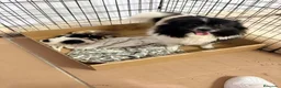 Pomerania perros en venta: Pomerania - Anuncio 40