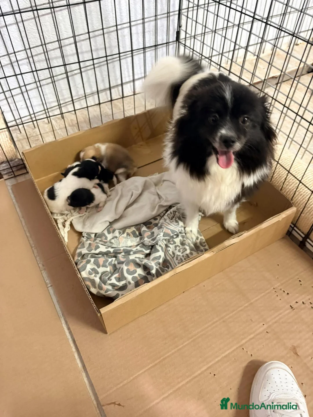 Pomerania perros en venta: Pomerania - Anuncio 40