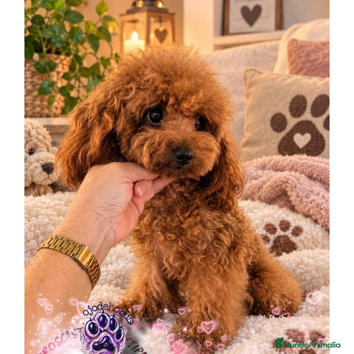 Caniche Toy perros Caniche toy para montas  - Anuncio 1