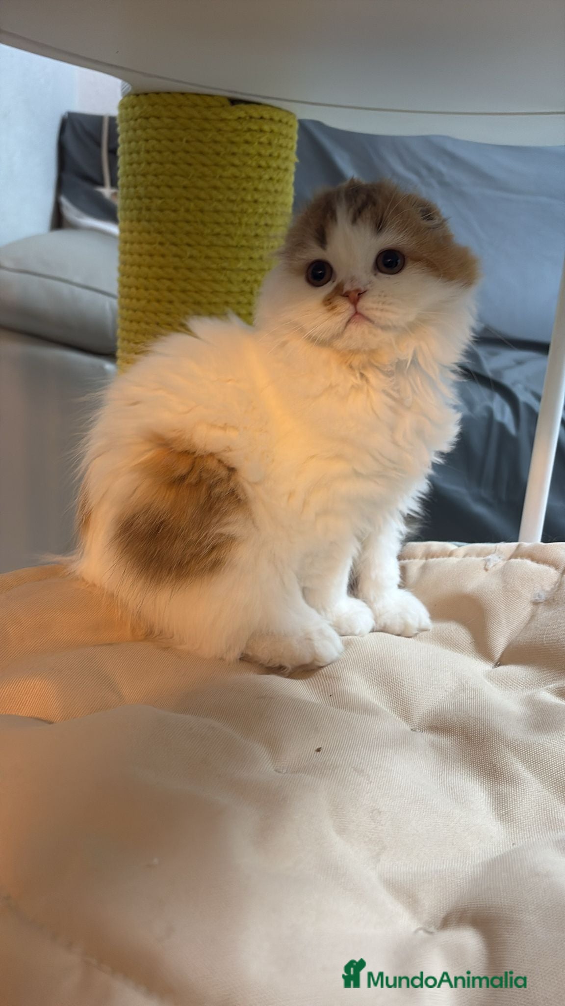 Scottish Fold gatos Scottish hembra pelo largo - Anuncio 2