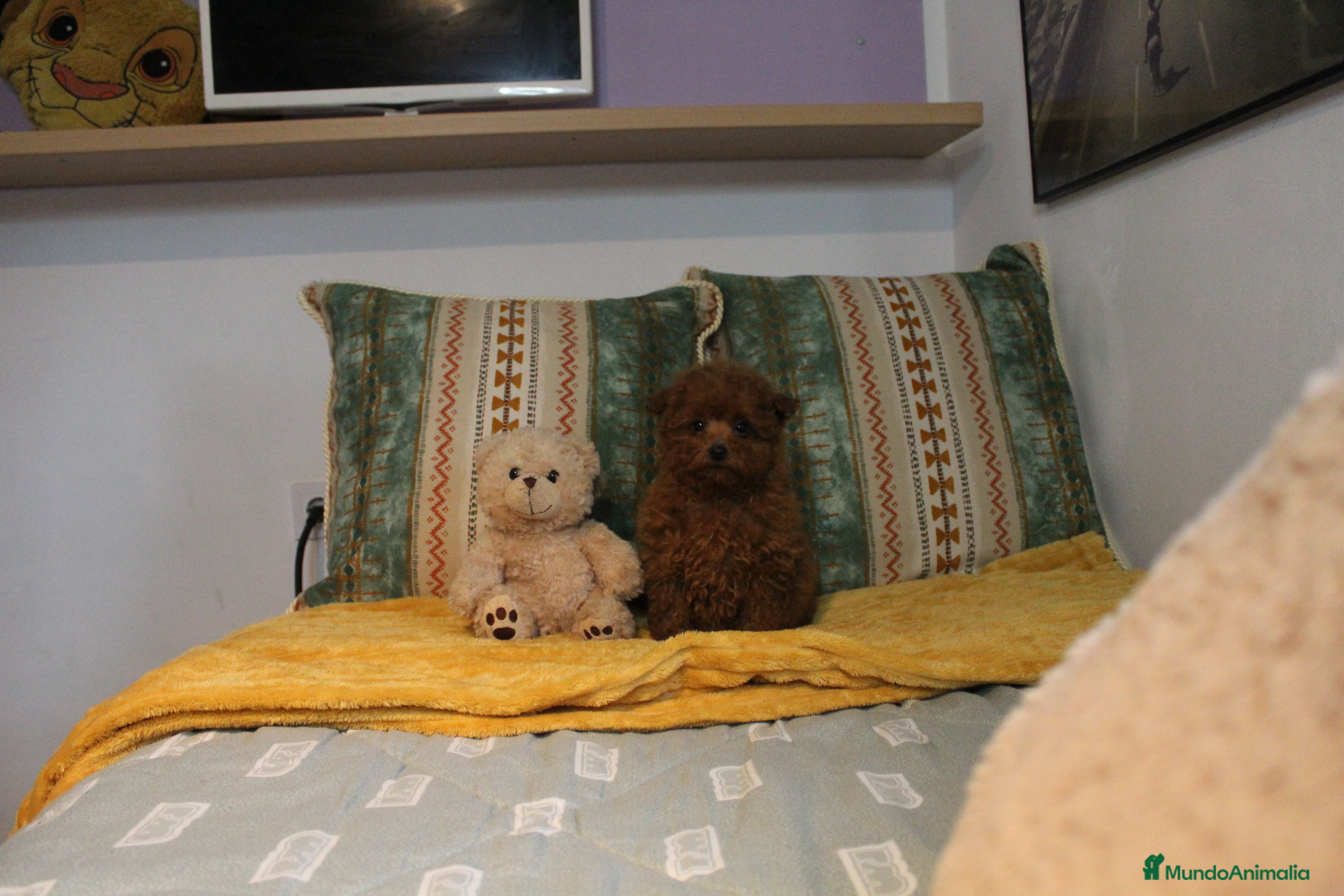 Caniche Toy perros Caniche toy macho rojo  - Anuncio 8