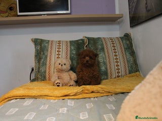 Caniche Toy perros Caniche toy macho rojo - Anuncio 8