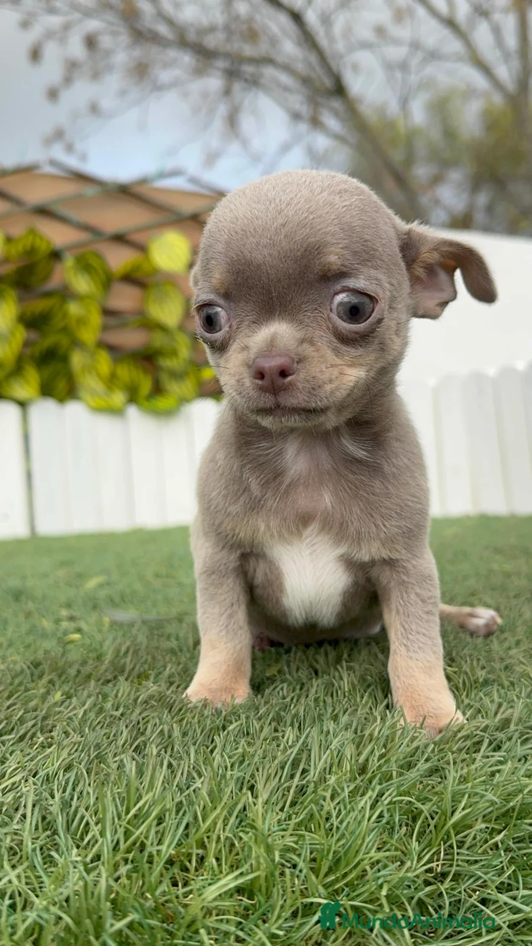 Chihuahua perros en venta: CHIHUAHUA MACHO - Anuncio 15