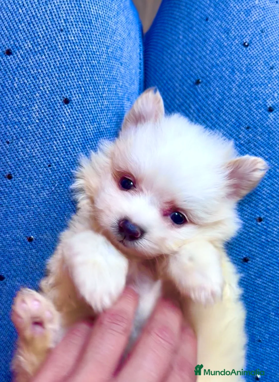 Pomerania perros en venta: Pomerania  - Anuncio 1