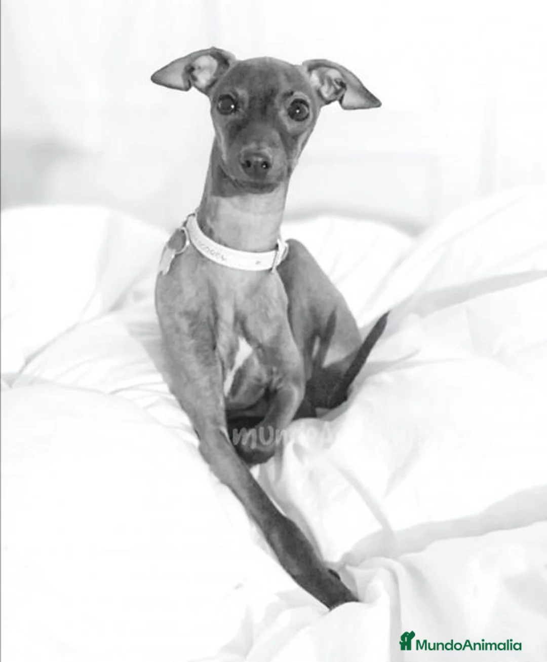 Imagen de galería {{count}}