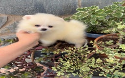 Pomerania perros en venta: Pomerania toy hembra  - Imagen 1