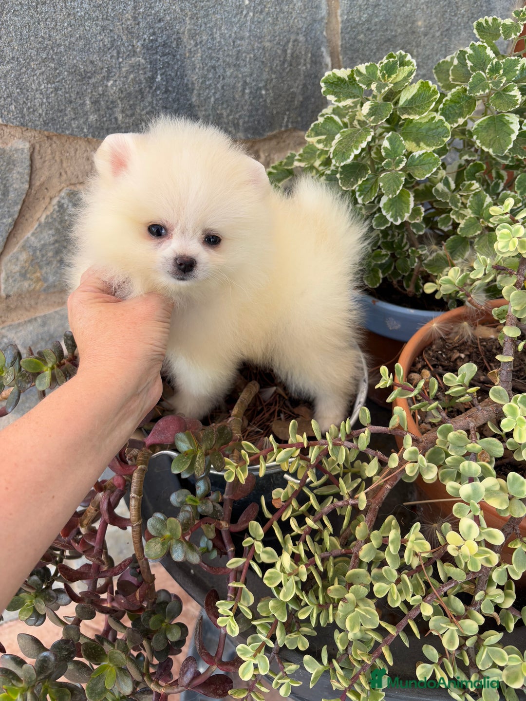 Pomerania perros en venta: Pomerania toy hembra  - Imagen 1