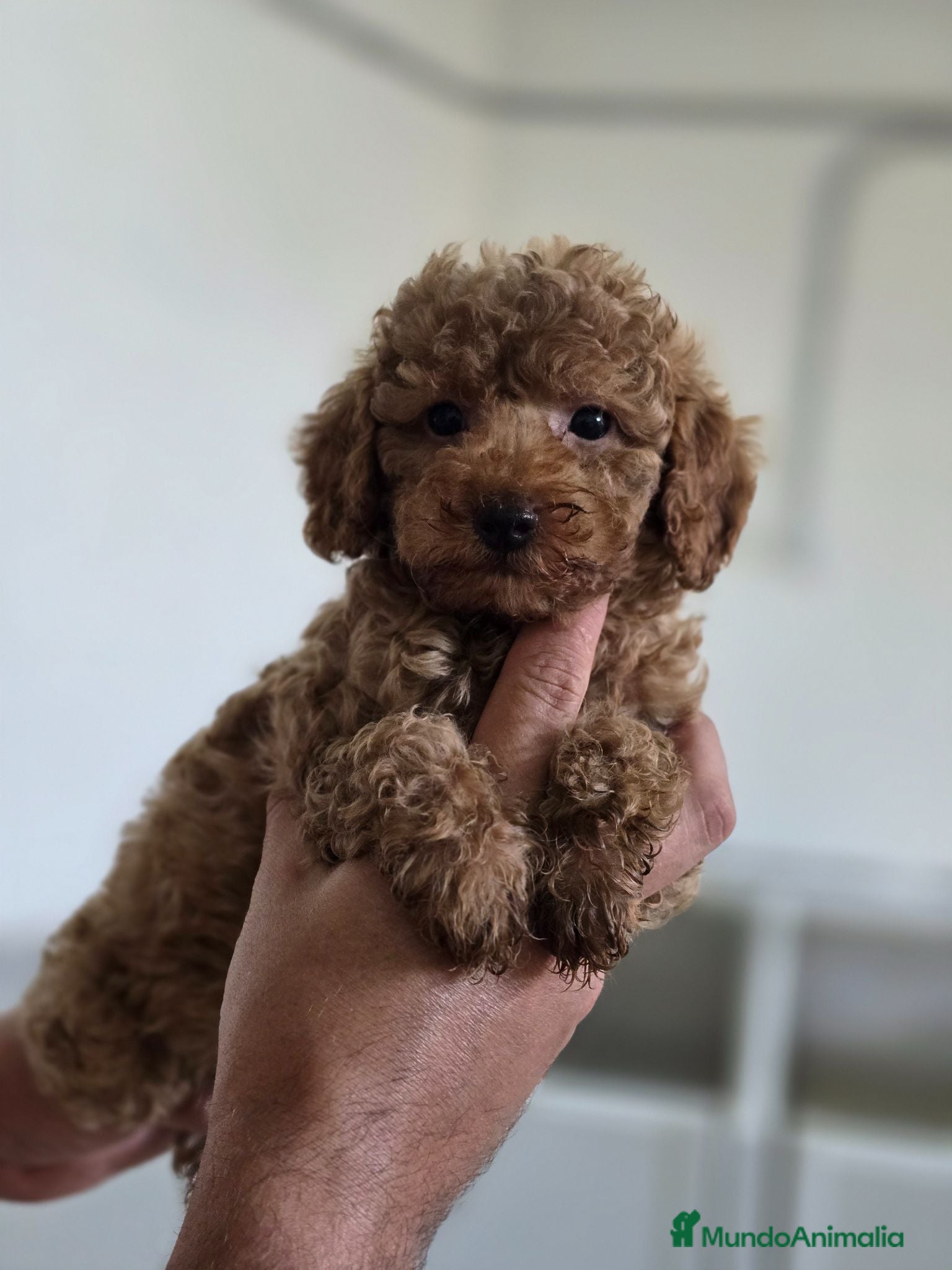 Caniche Toy perros Caniche Toy  - Anuncio 3