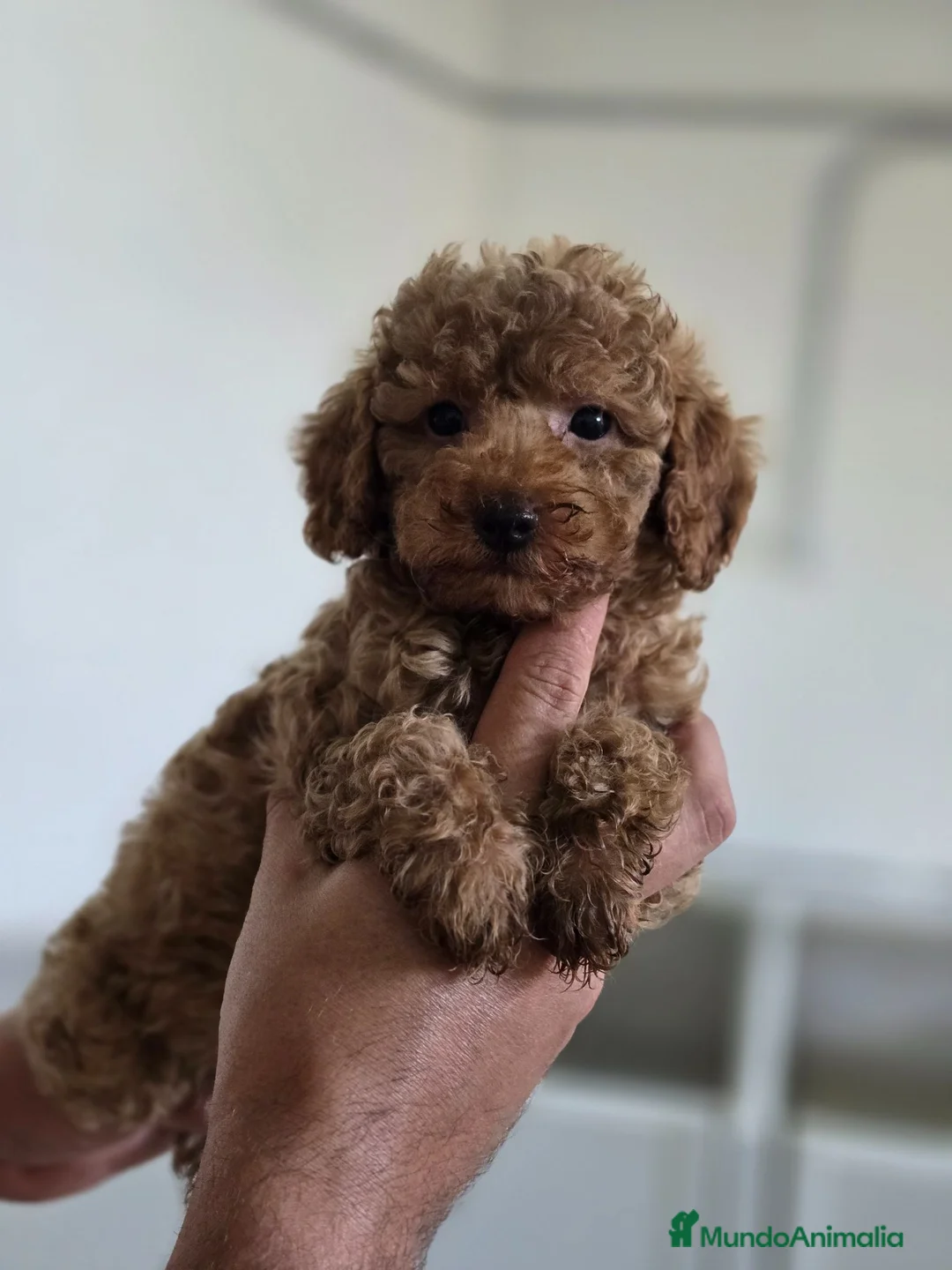 Caniche Toy perros en venta: Caniche Toy  - Anuncio 1