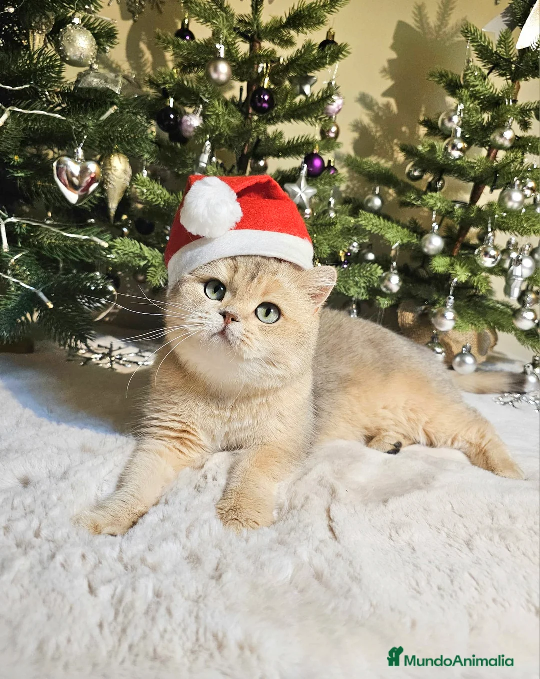 Imagen de galería {{count}}