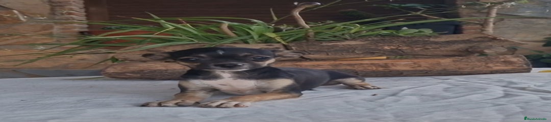 Chihuahua Cachorro 1